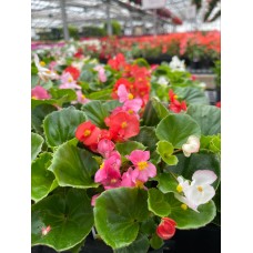 Begonia